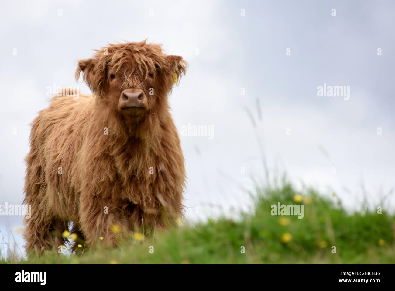 Highland Cows, Dumfries & Galloway, Écosse Banque D'Images
