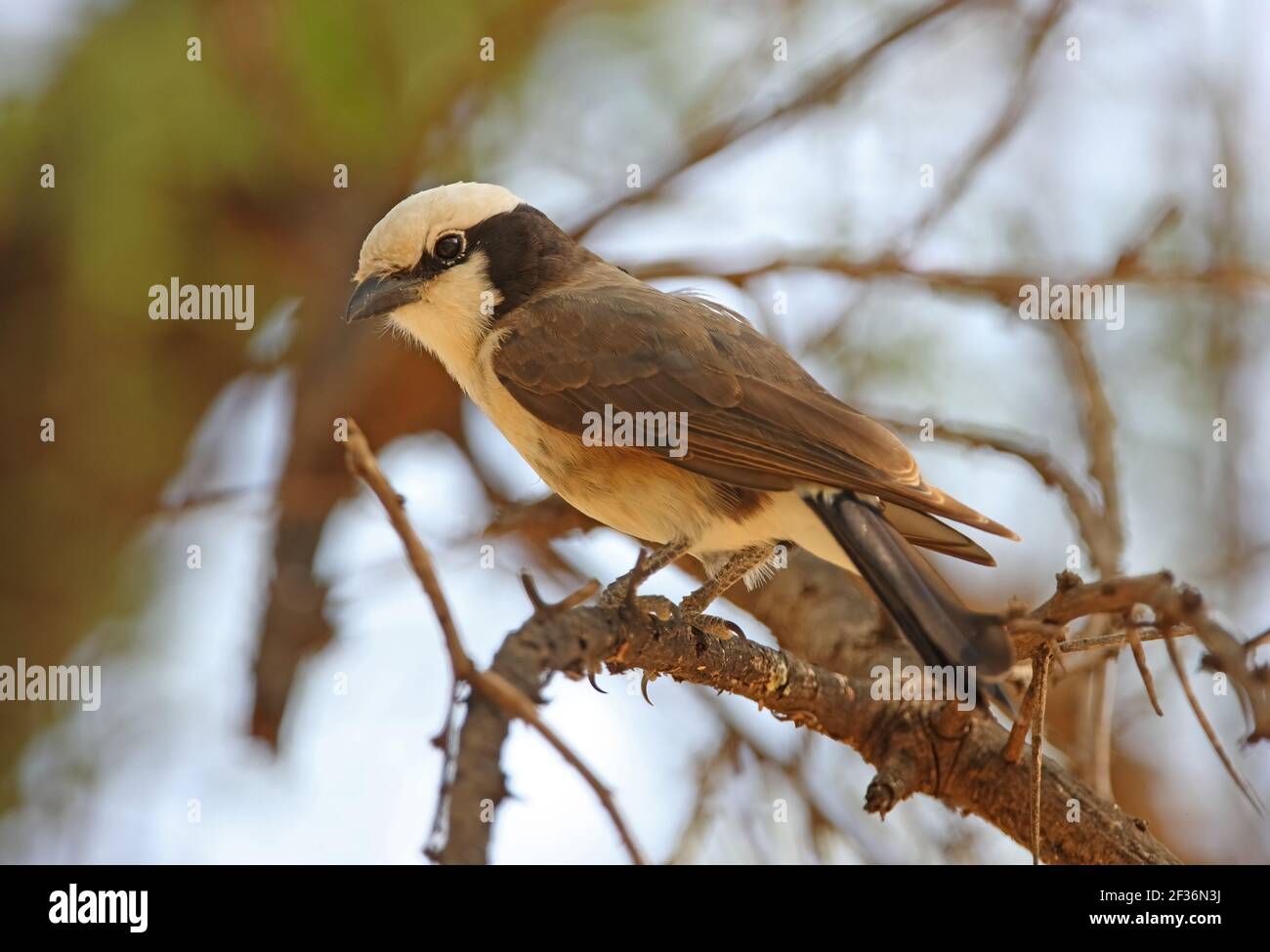 Shrike à couronne blanche (Eurocephalus rueppelli rueppelli) adulte perché dans le lac des arbres Baringo, Kenya Novembre Banque D'Images