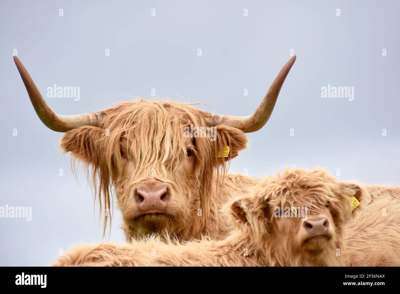 Highland Cows, Dumfries & Galloway, Écosse Banque D'Images