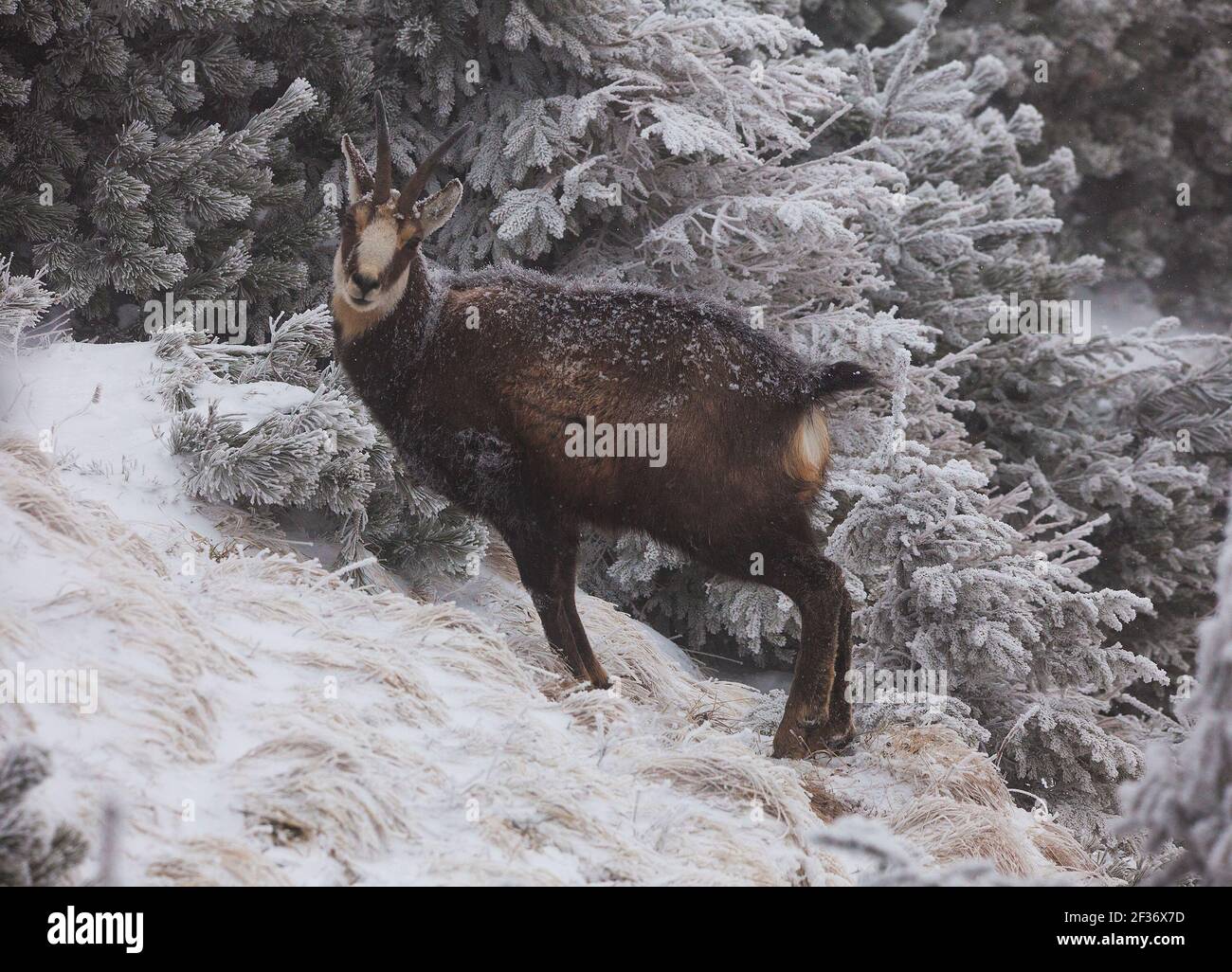 Chèvre sauvage de chamois en paysage d'hiver. Scène de montagne sauvage Banque D'Images