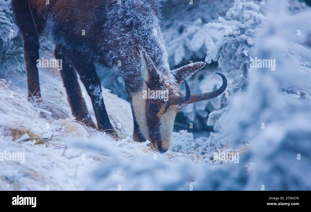 Chamois chèvre sauvage mangeant de l'herbe en paysage d'hiver. Scène de montagne sauvage Banque D'Images