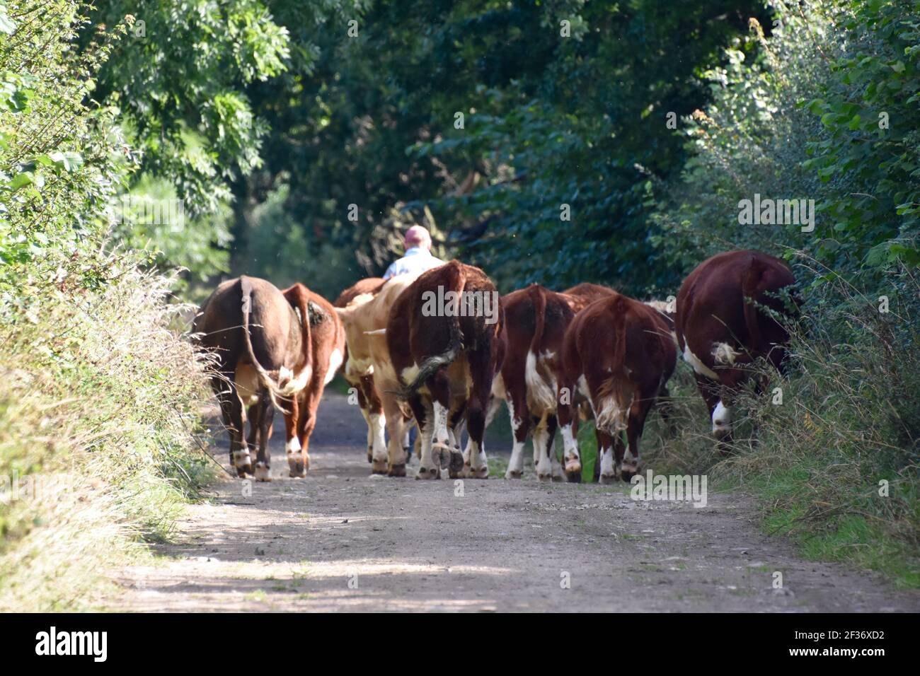 Bétail de Hereford marchant le long de Lane, Middle Farm, Tadcaster, Yorkshire Banque D'Images