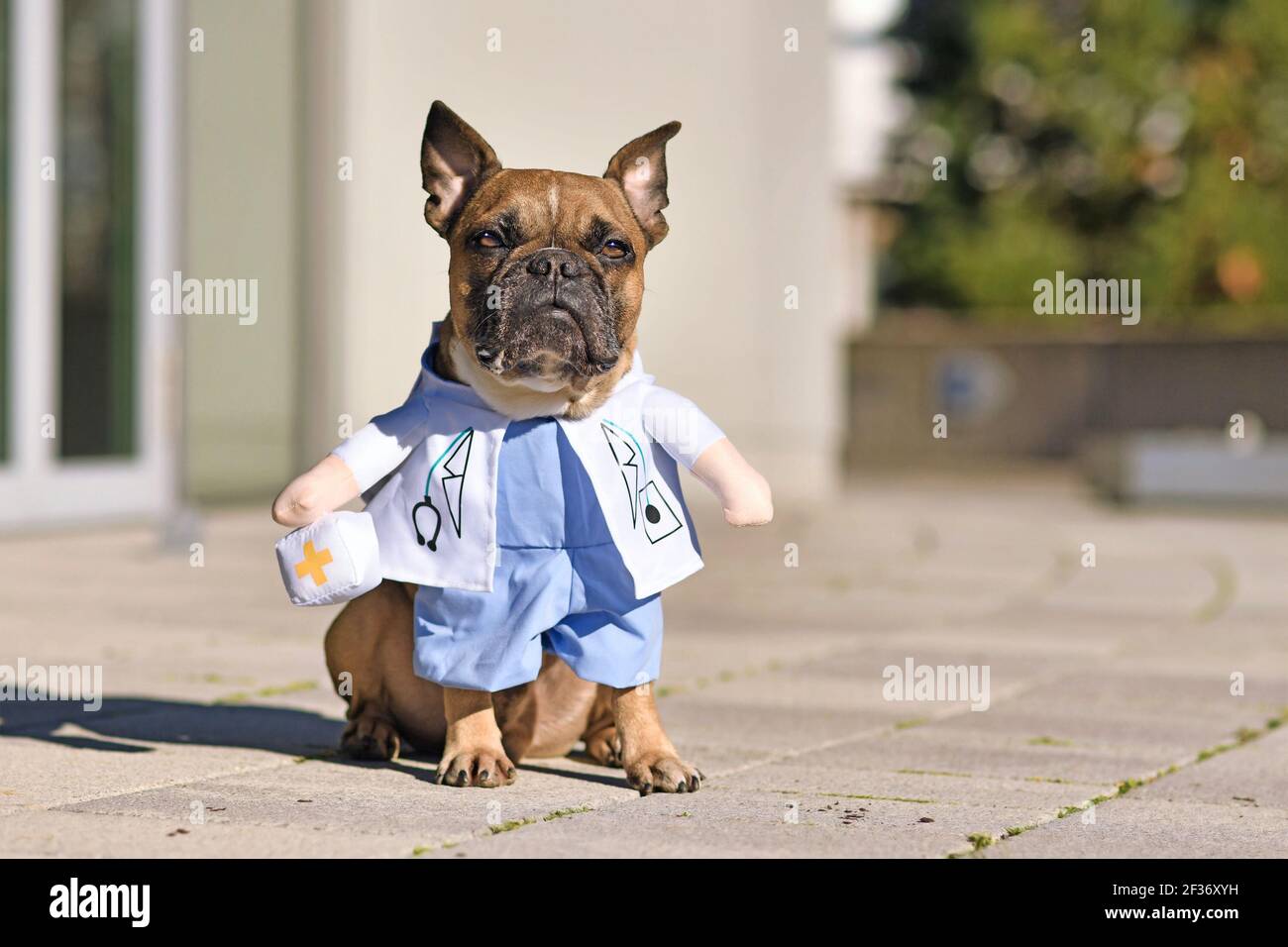 Adorable chien Bulldog français habillé avec un drôle de laboratoire de docteur costume de manteau avec stéthoscope et faux bras tenant le sac de médecin Banque D'Images