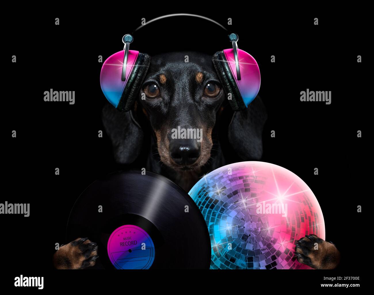 Singing Dog Funny Animal Banque D Image Et Photos Alamy Singing Dog Funny Animal Banque D Image Et Photos Alamy