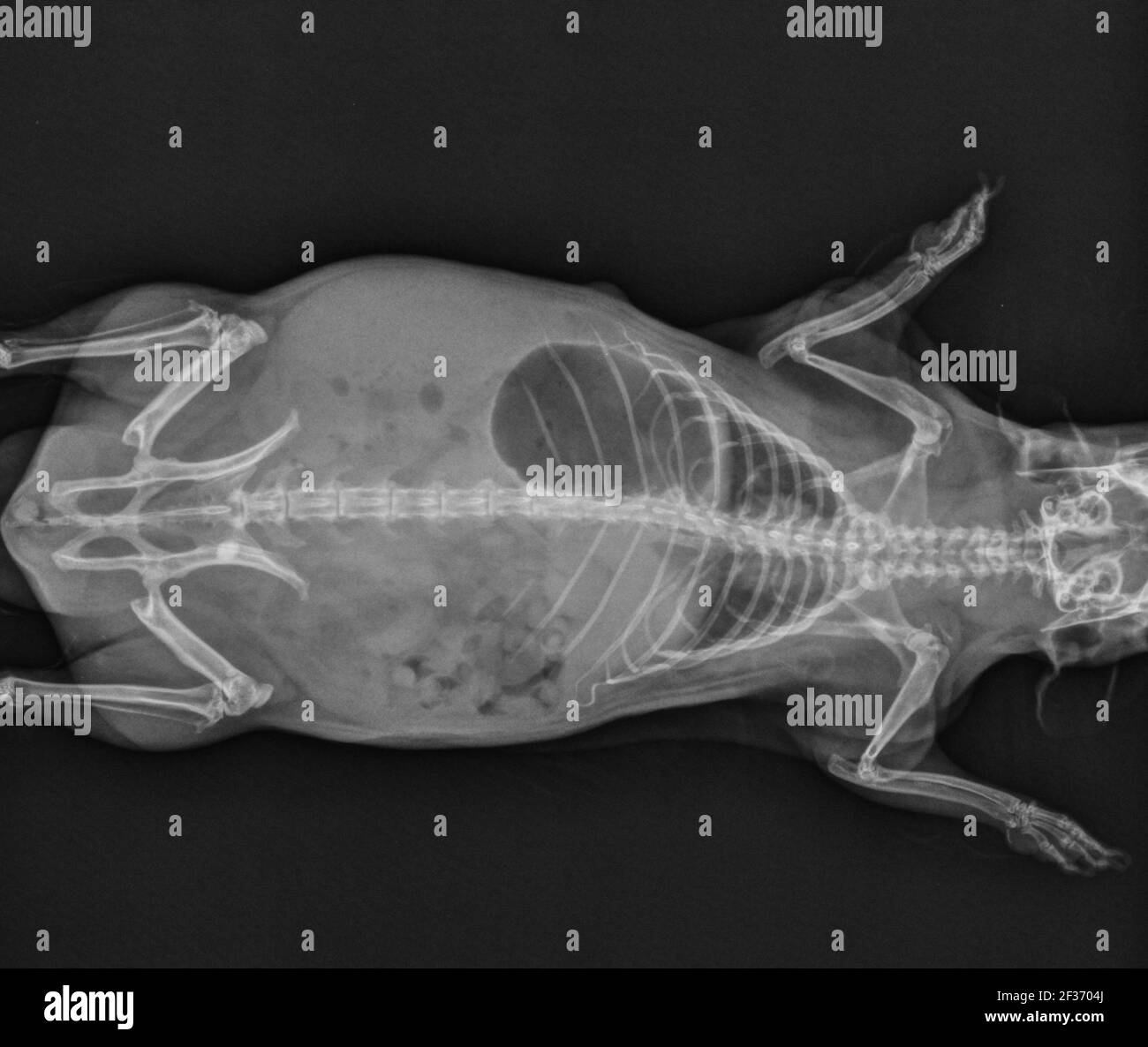 Radiographie de l'abdomen et du thorax à rayons X de Guinée Pig Banque D'Images