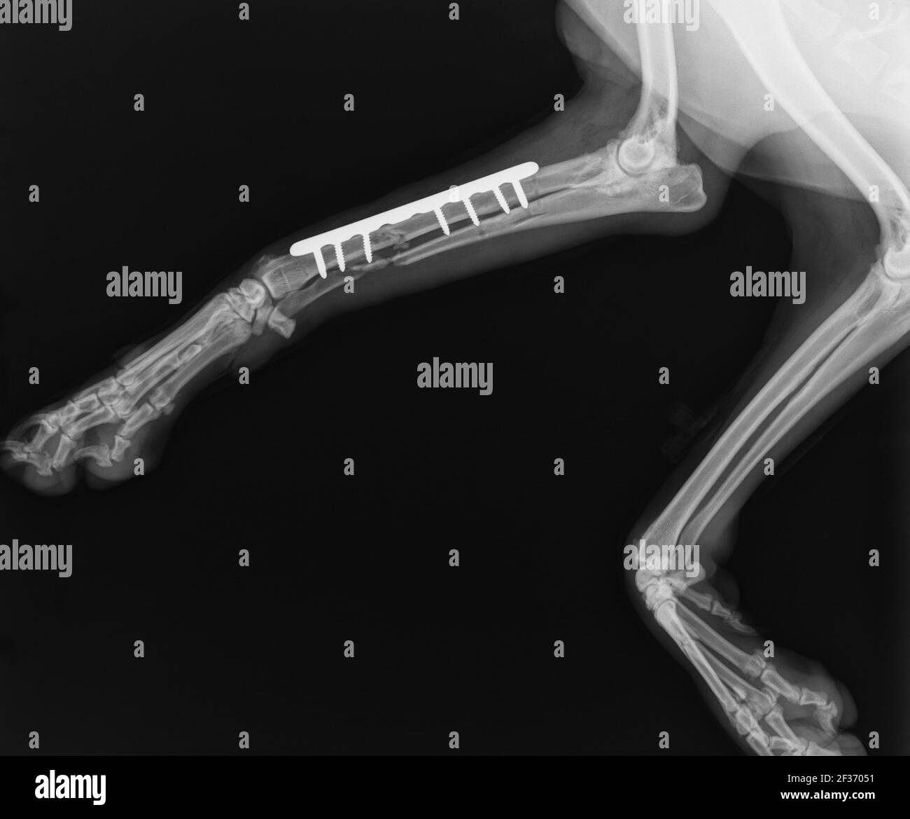 Rayon X chien. Réparation de rupture RADIUS et Ulna avec plaque et vis dans le chien Banque D'Images Rayon X chien. Réparation de rupture RADIUS et Ulna avec plaque et vis dans le chien Banque D'Images