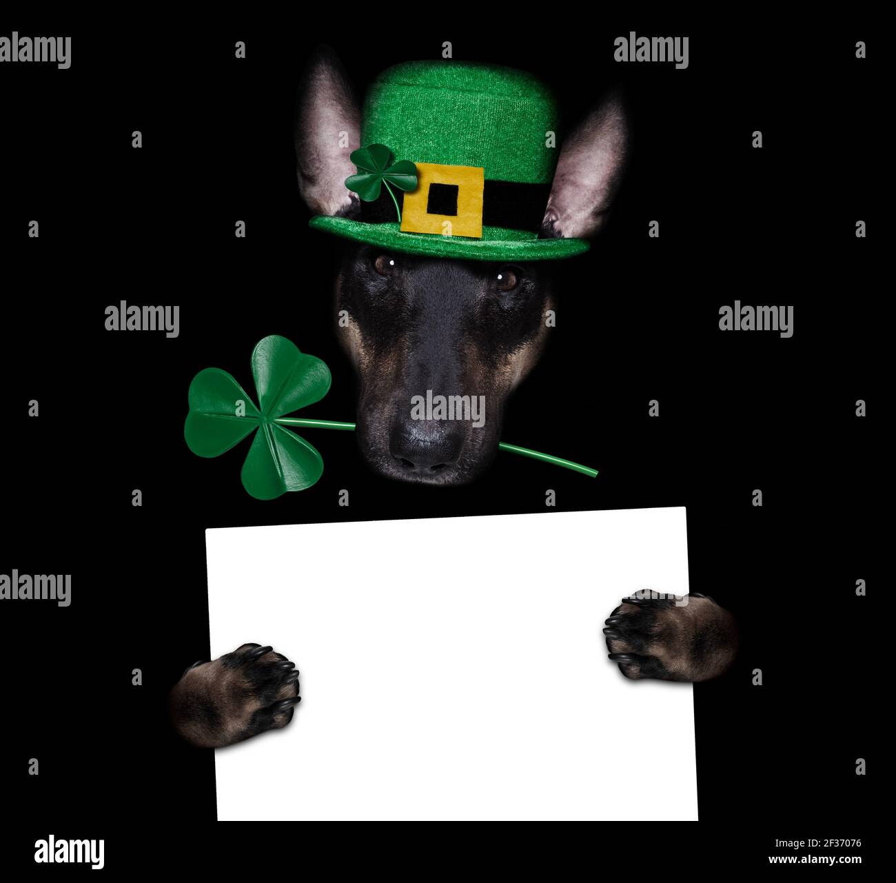 chien de terre-taureau de st patricks avec un trèfle chanceux isolé sur fond noir sombre dramtic, tenant une affiche de bannière de tableau noir Banque D'Images