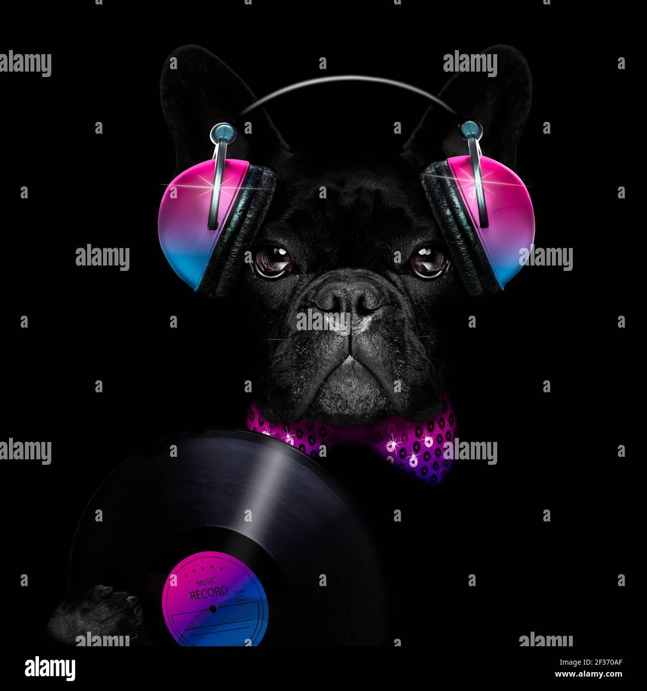 cool dj chien français bulldog écouter ou chanter à la musique avec casque  et lecteur mp3 isolés dans une obscurité noire spectaculaire arrière-plan  Photo Stock - Alamy