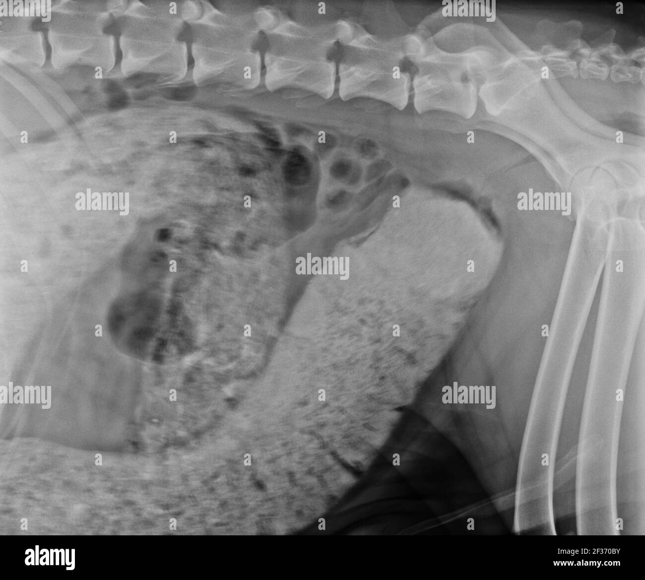 Rayons X abdominaux d'un chien constipé Banque D'Images