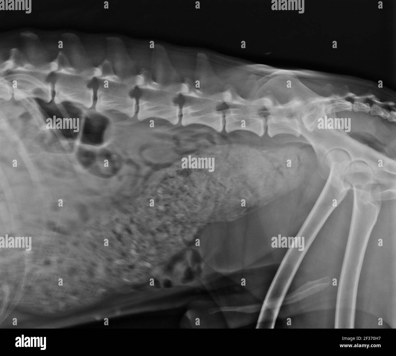 Rayons X abdominaux d'un chien constipé Banque D'Images