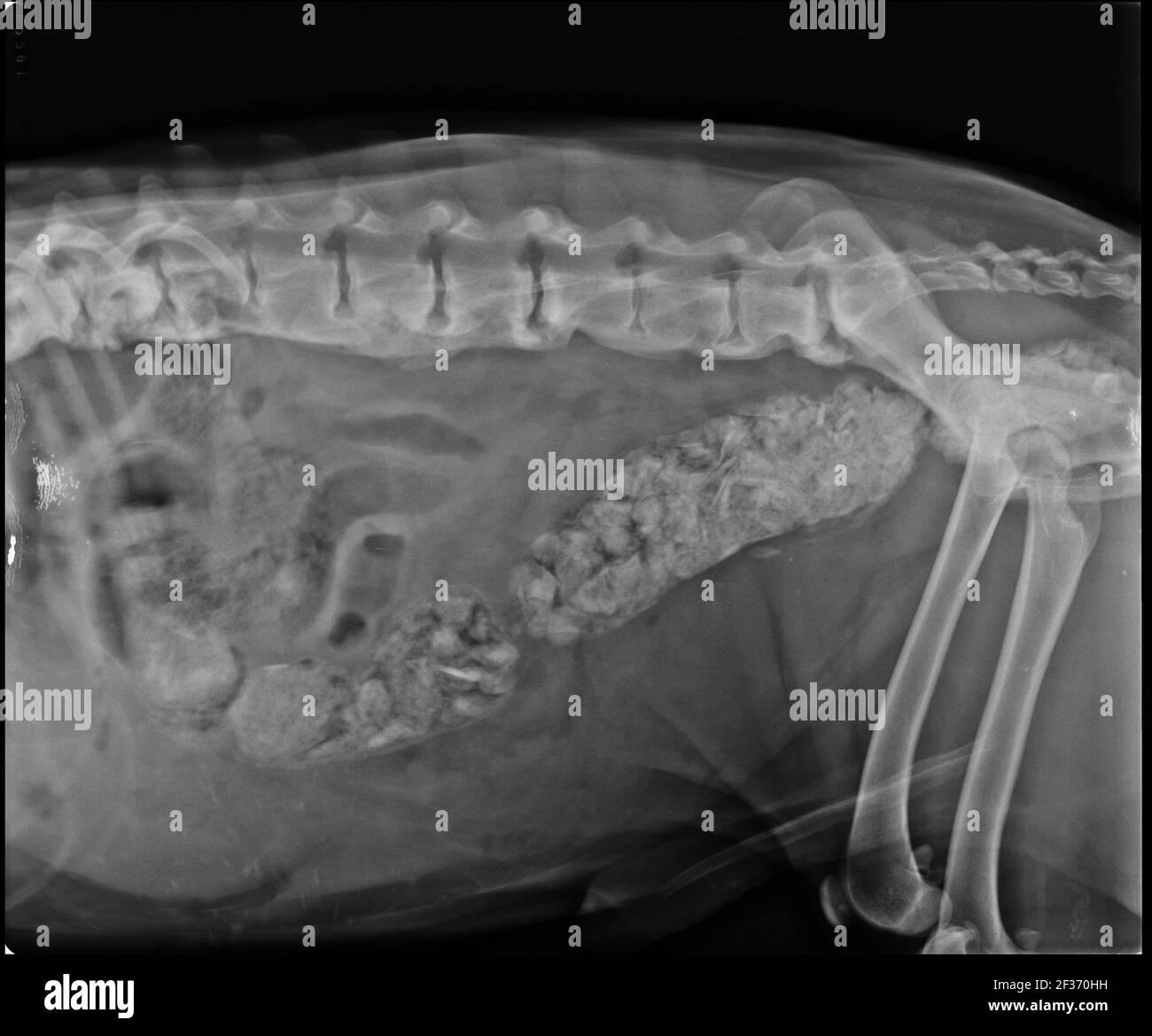 Rayons X abdominaux d'un chien constipé Banque D'Images