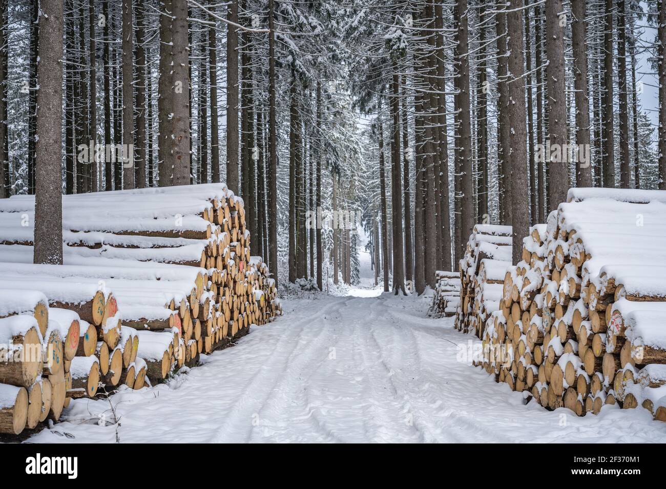 Un tas de bois recouvert de neige. Manteau d'hiver, chemin forestier et pile de bois de conifères à côté. Saison hiver. Se concentrer principalement sur le premier plan. Banque D'Images