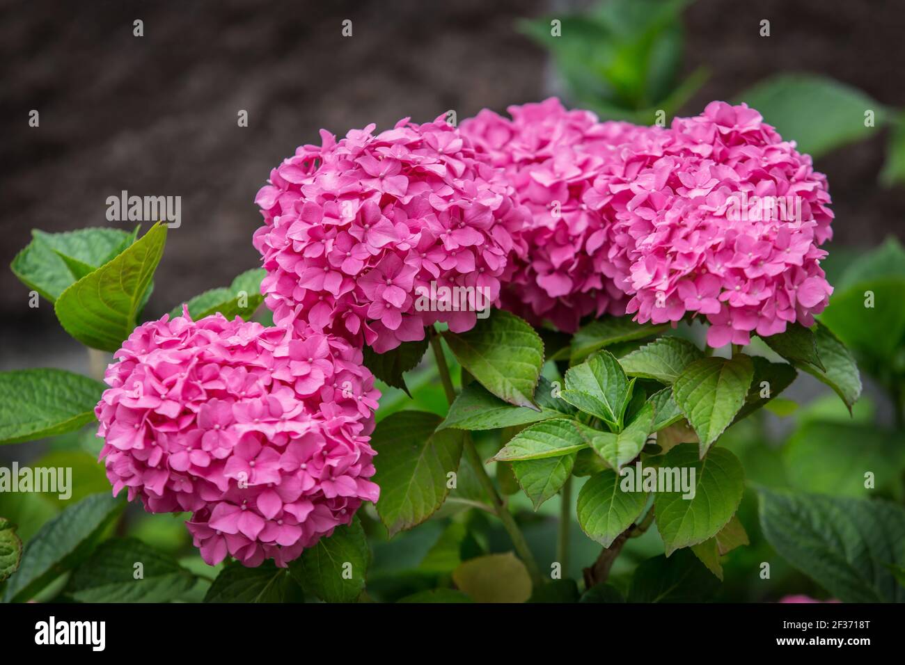 Gros boutons de fleurs rose hortensia gros plan. Banque D'Images
