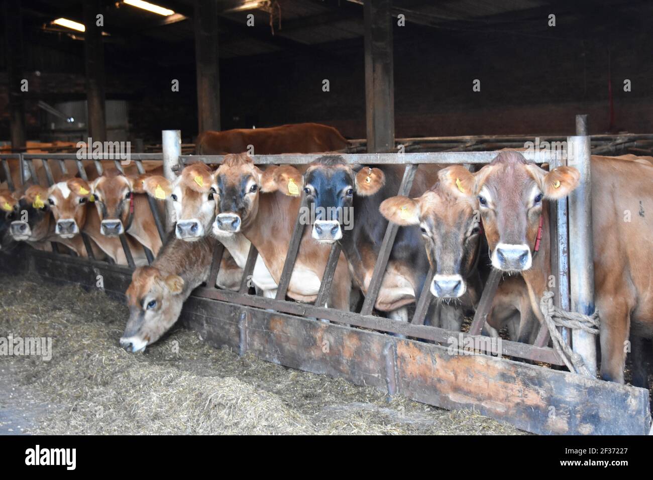 Vaches de Jersey sur Tarbrax Farm, Shotts, Lanarkshire, Écosse Banque D'Images