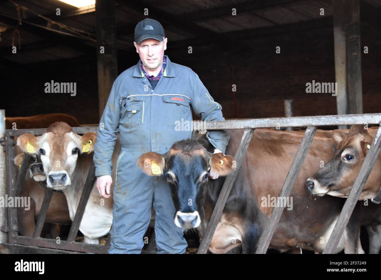 Vaches de Jersey sur Tarbrax Farm, Shotts, Lanarkshire, Écosse Banque D'Images