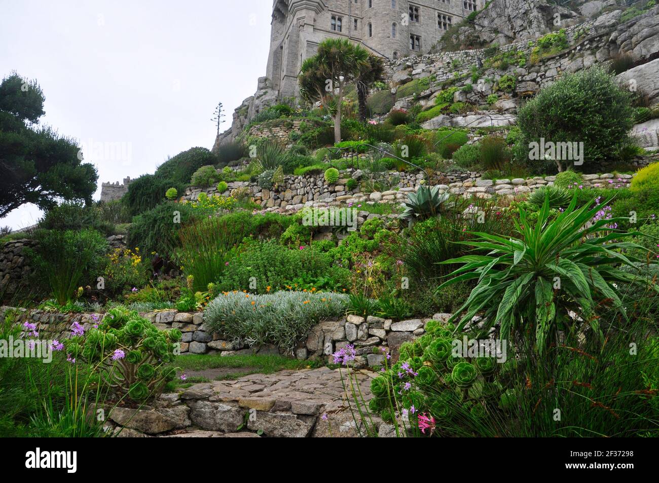 Les jardins rocheux en terrasse abrupte remplis de plantes subtropicales du côté de la mer de St Michaels Mount au large de Marazion, dans les Cornouailles. ROYAUME-UNI Banque D'Images