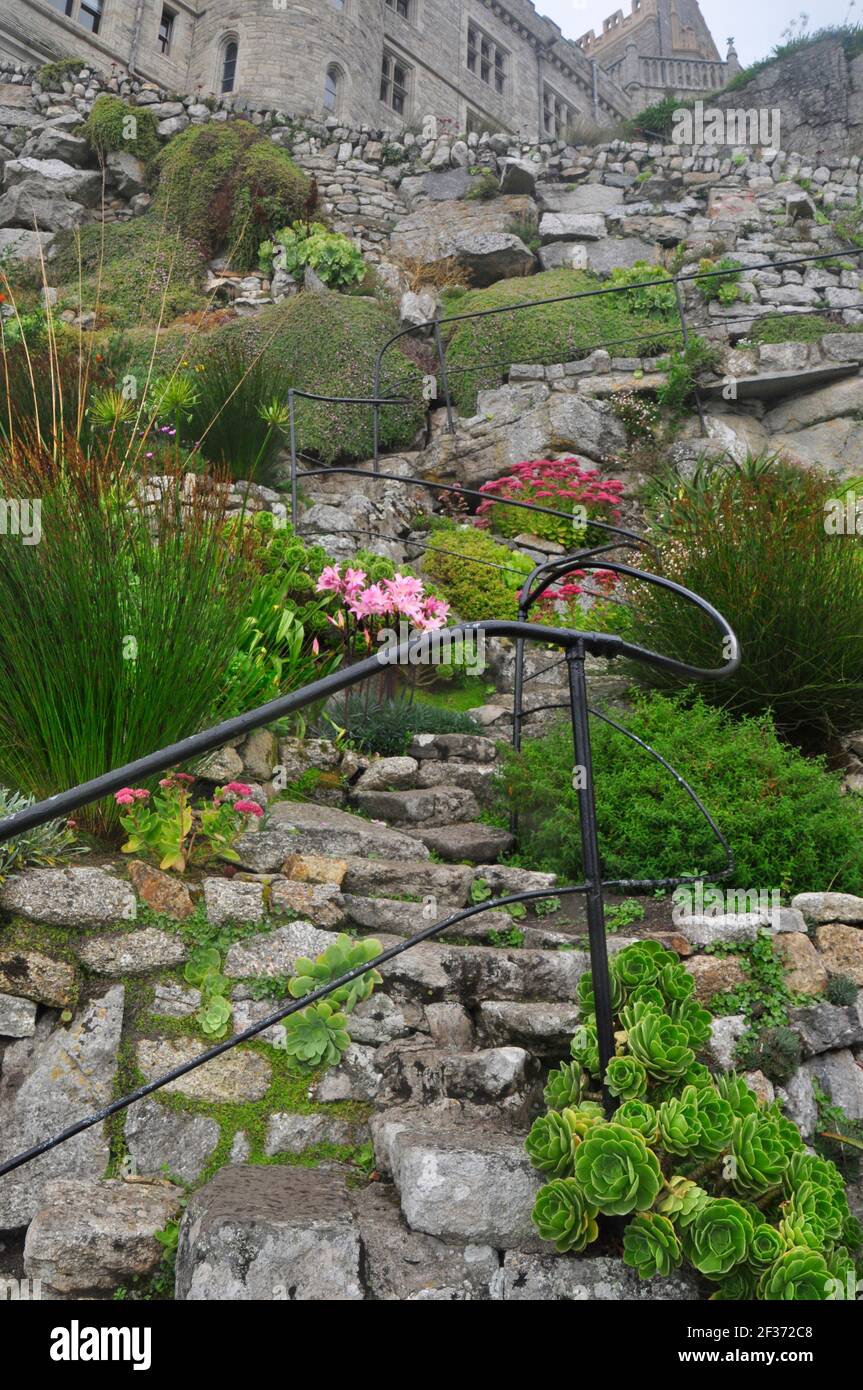Des chemins de pierre serpentent vers le haut de la terrasse rocheuse abrupte jardins pleins de plantes subtropicales sur le côté de la mer de St Michaels Mount à la sortie de Marazion Banque D'Images