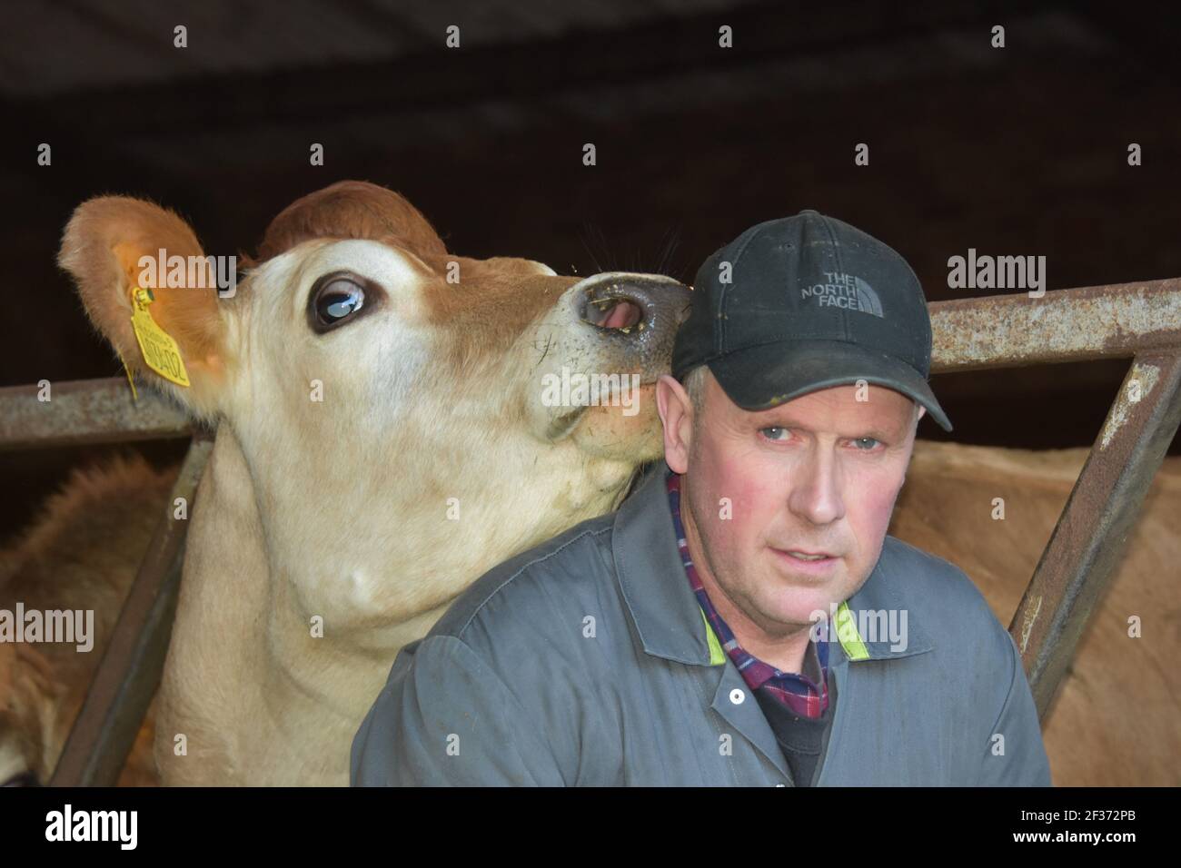 Robert Hunter, producteur laitier avec ses vaches, Tarbrax Farm, Shotts, Lanarkshire, Écosse Banque D'Images
