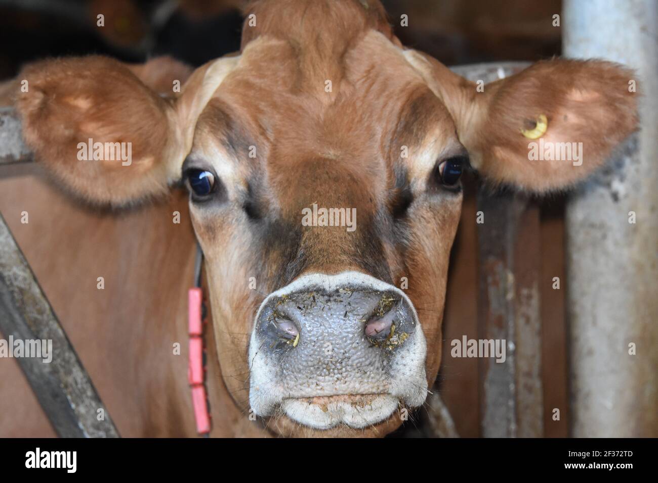 Robert Hunter, producteur laitier avec ses vaches, Tarbrax Farm, Shotts, Lanarkshire, Écosse Banque D'Images