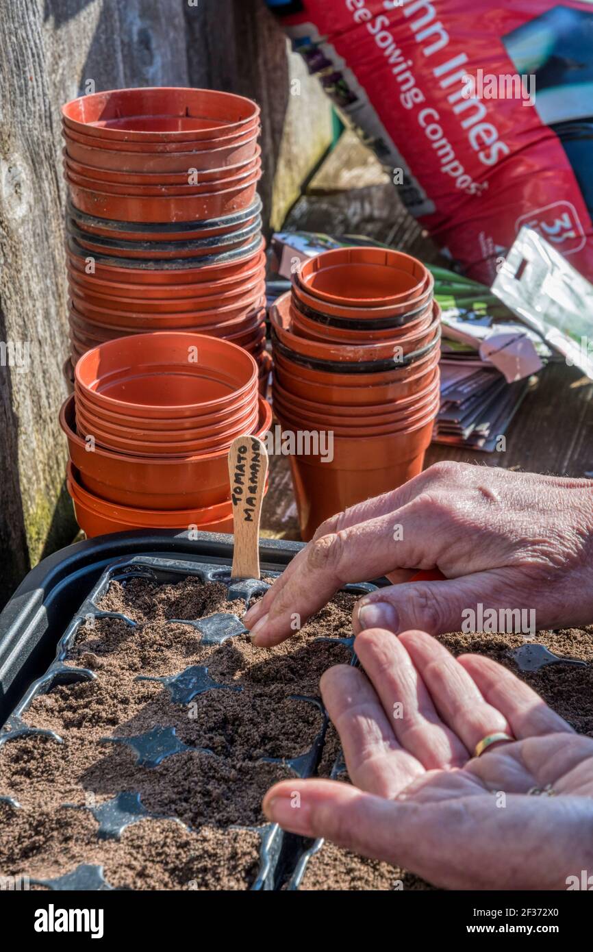 Femme semant des graines de tomate Marmande, Solanum lycopersicum, réutilisant les plateaux en plastique d'une plante à partir d'un centre de jardin pour éviter qu'elles ne finissent dans la décharge. Banque D'Images