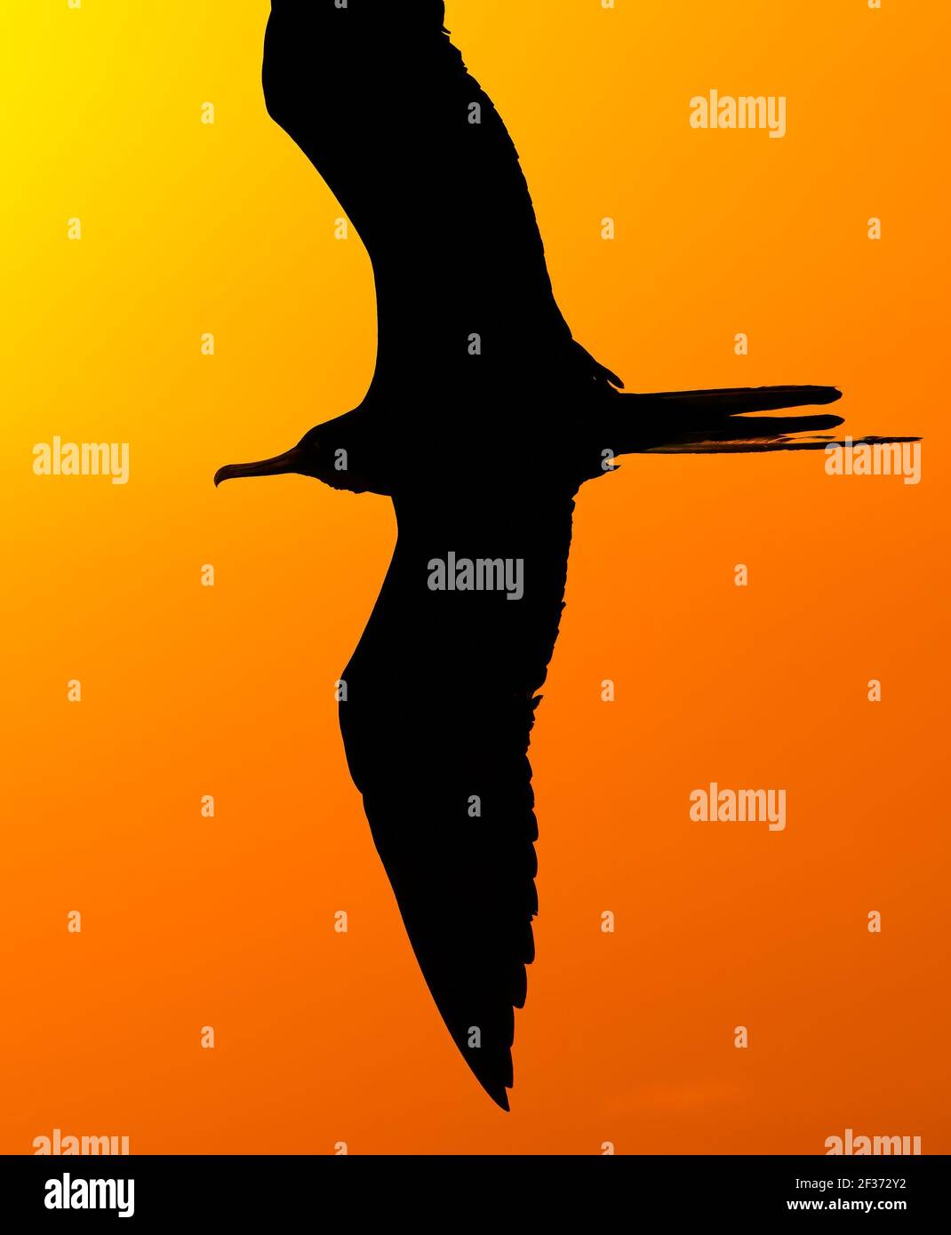 Une silhouette d'oiseau est en vol contre un ciel orange coloré Et soleil jaune vif en format vertical Banque D'Images