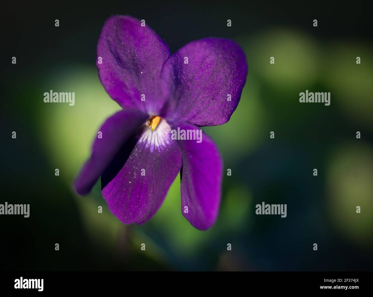 Gros plan des pétales de fleurs violettes sur fond noir Au printemps dans le sud de la France Banque D'Images