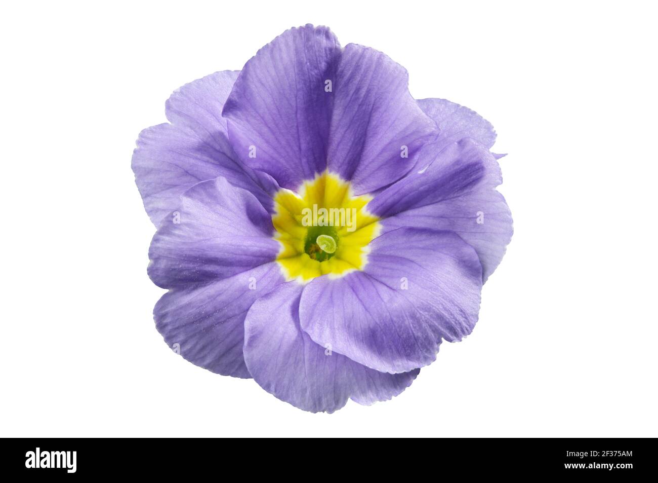 Fleur de Primula, isolée sur blanc. Gros plan sur l'onagre bleue. Banque D'Images