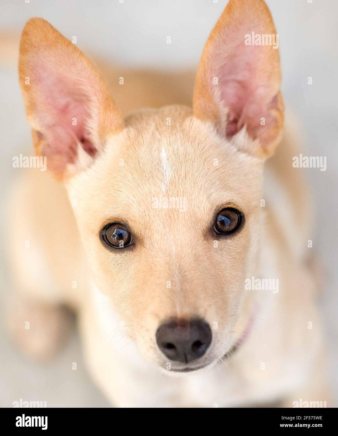 Un adorable chien chiot avec de grands yeux et des oreilles Recherche dans un format vertical Banque D'Images