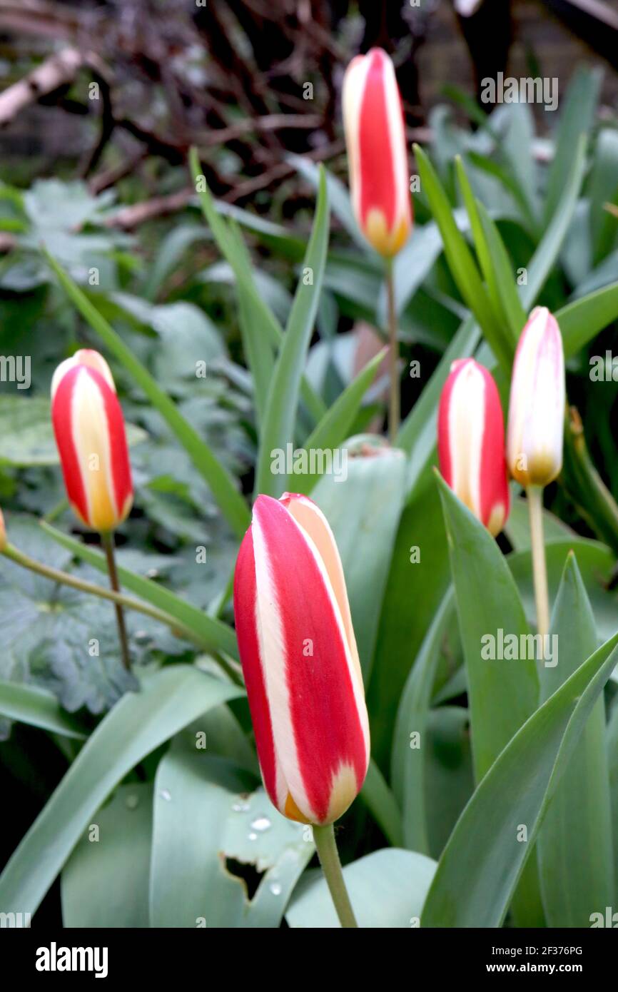 Tulipa «le premier» Kaufmanniana 12 la première tulipe – tulipes blanches crémeuses à fond rouge, base jaune, mars, Angleterre, Royaume-Uni Banque D'Images