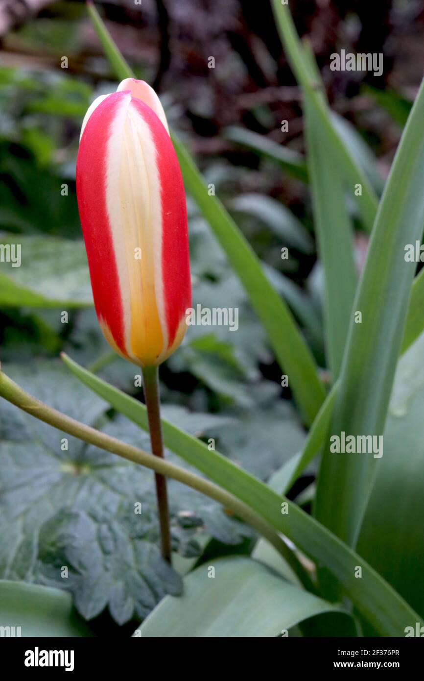 Tulipa «le premier» Kaufmanniana 12 la première tulipe – tulipes blanches crémeuses à fond rouge, base jaune, mars, Angleterre, Royaume-Uni Banque D'Images