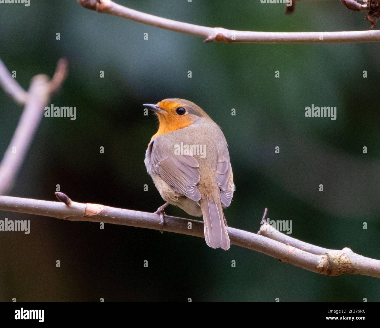 Robin (erithacus rubéole) perchée sur une branche, printemps, Édimbourg, Royaume-Uni. Banque D'Images Robin (erithacus rubéole) perchée sur une branche, printemps, Édimbourg, Royaume-Uni. Banque D'Images