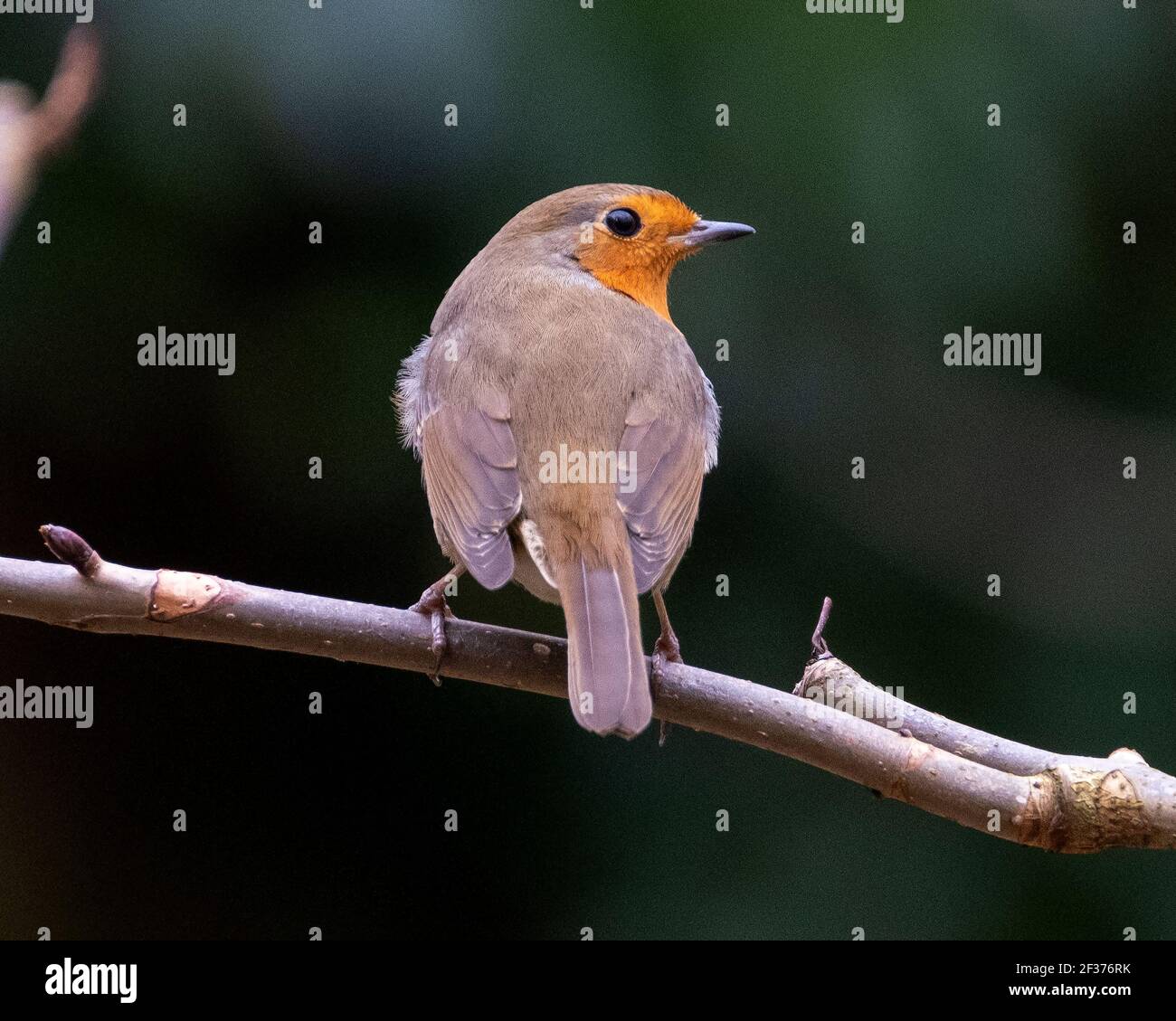 Robin (erithacus rubéole) perchée sur une branche, printemps, Édimbourg, Royaume-Uni. Banque D'Images Robin (erithacus rubéole) perchée sur une branche, printemps, Édimbourg, Royaume-Uni. Banque D'Images
