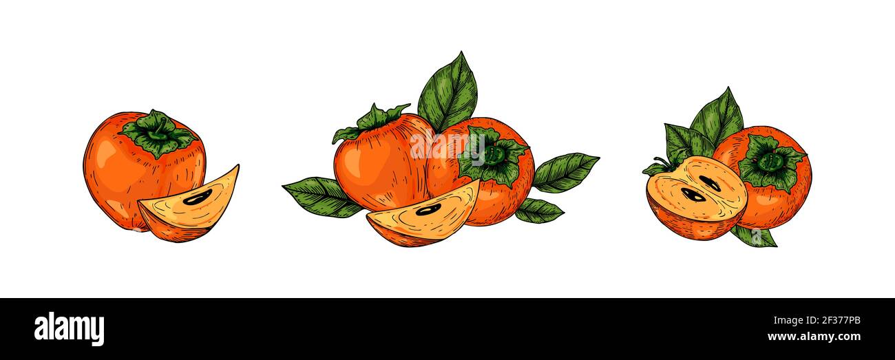 Ensemble de fruits persimmon dessinés à la main avec des feuilles isolées sur fond blanc. Illustration vectorielle dans un style d'esquisse coloré Illustration de Vecteur
