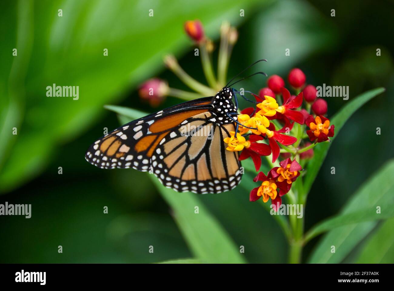 Un Monarch Butterfly sur une laque tropicale verte Banque D'Images
