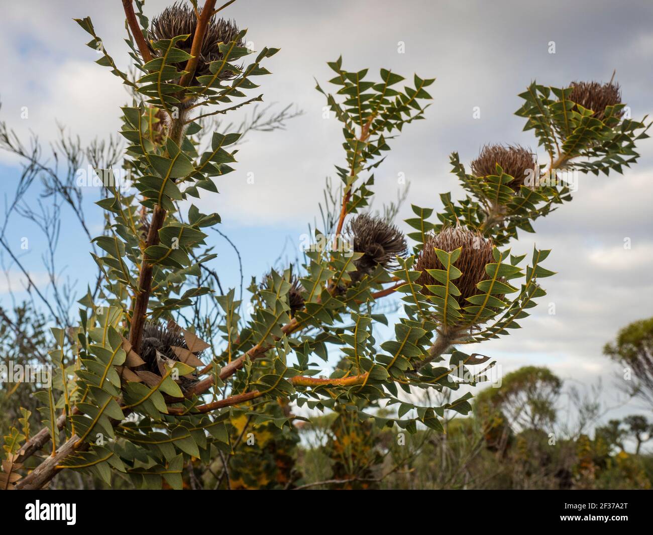 banksia (Banksia baxteri), Parc national de Fitzgerald River, Australie occidentale Banque D'Images