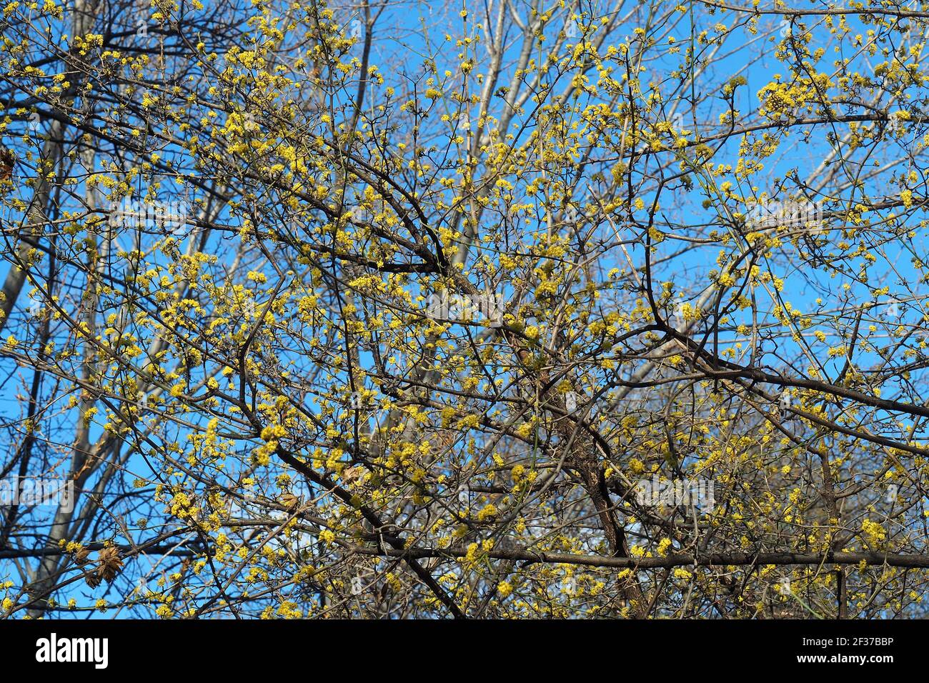 Cerisier de cornouailles, cornel européen ou cornouiller de cerisier de Cornouailles, Kornelkirsche, Cornus mas, husos som, Budapest, Hongrie, Magyarország, Europe Banque D'Images