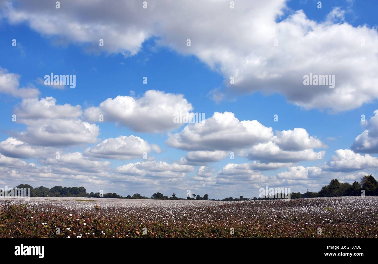 Un grand ciel bleu et de grands nuages survole un champ de coton du Tennessee. Le champ est blanc et prêt pour la récolte. Banque D'Images