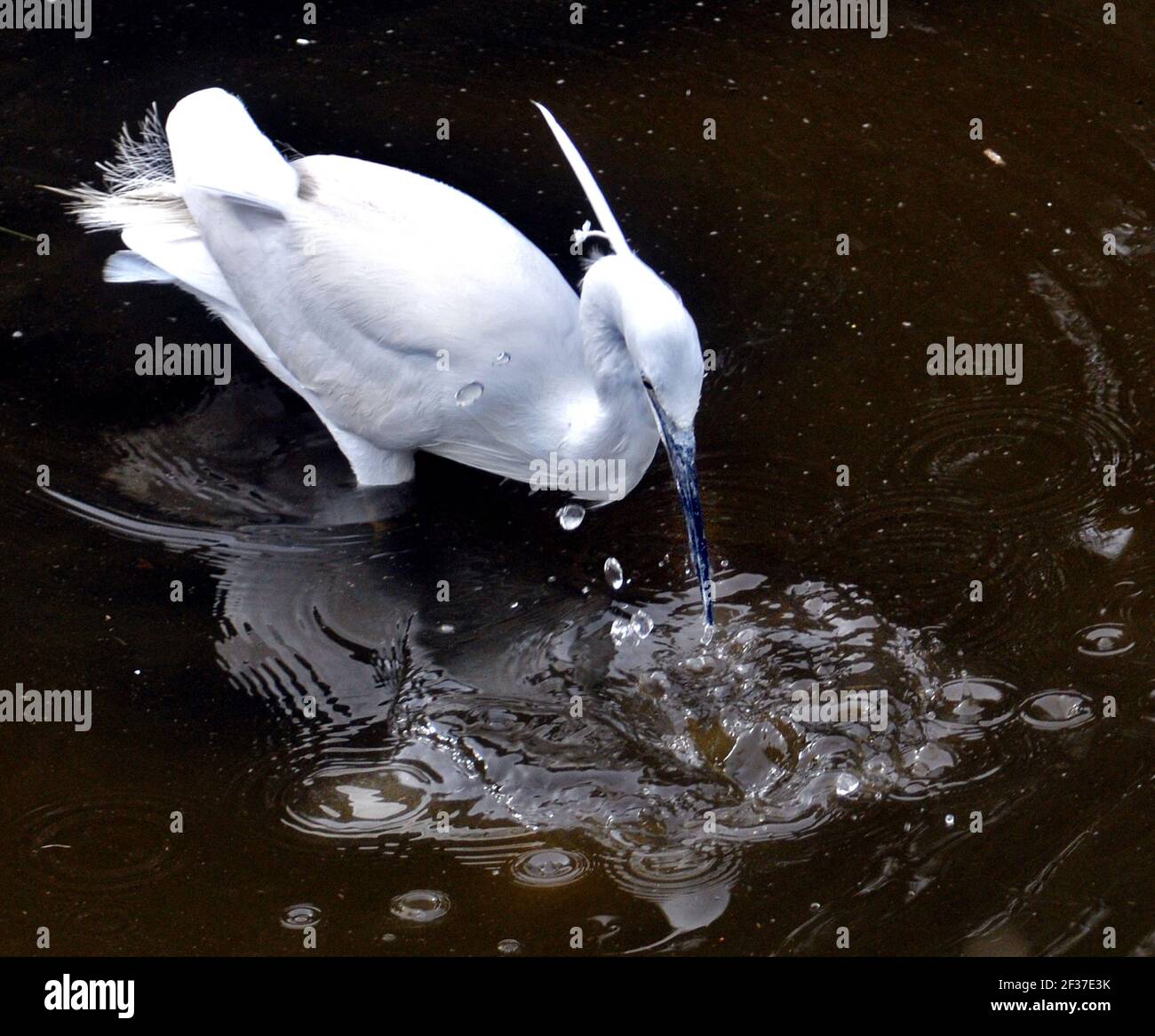 PÊCHE À LA PETITE AIGRETTE, PARC DE LA RIVE DU CHÂTEAU, PORTCHESTER, HANTS Banque D'Images