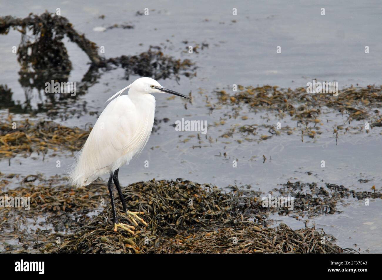 PÊCHE À LA PETITE AIGRETTE, PARC DE LA RIVE DU CHÂTEAU, PORTCHESTER, HANTS Banque D'Images
