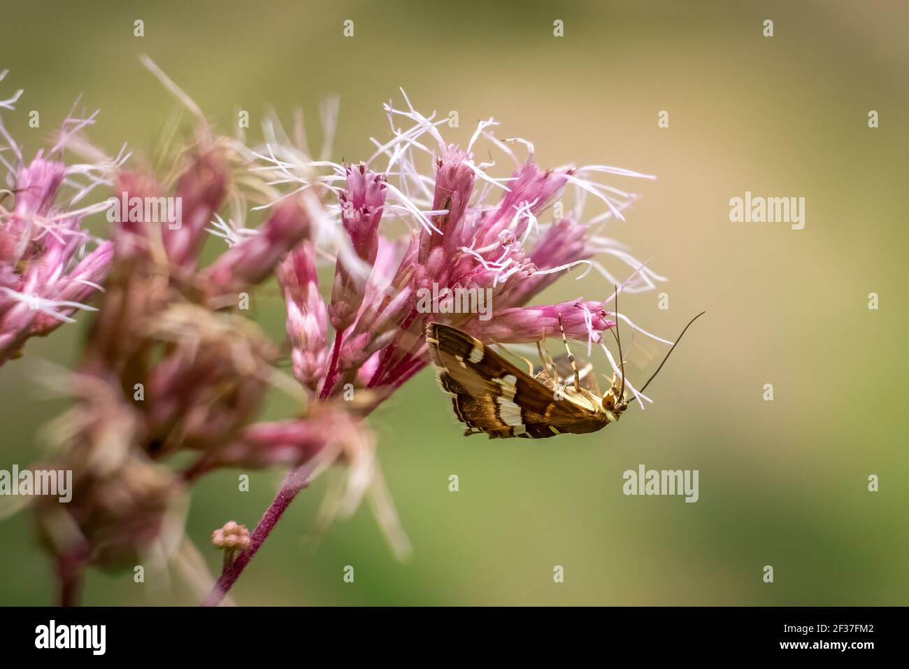 Une Moth de Webworm de betterave hawaïenne (Spoladea recurvalis) appréciant les fleurs de l'herbe à lait. Raleigh, Caroline du Nord. Banque D'Images