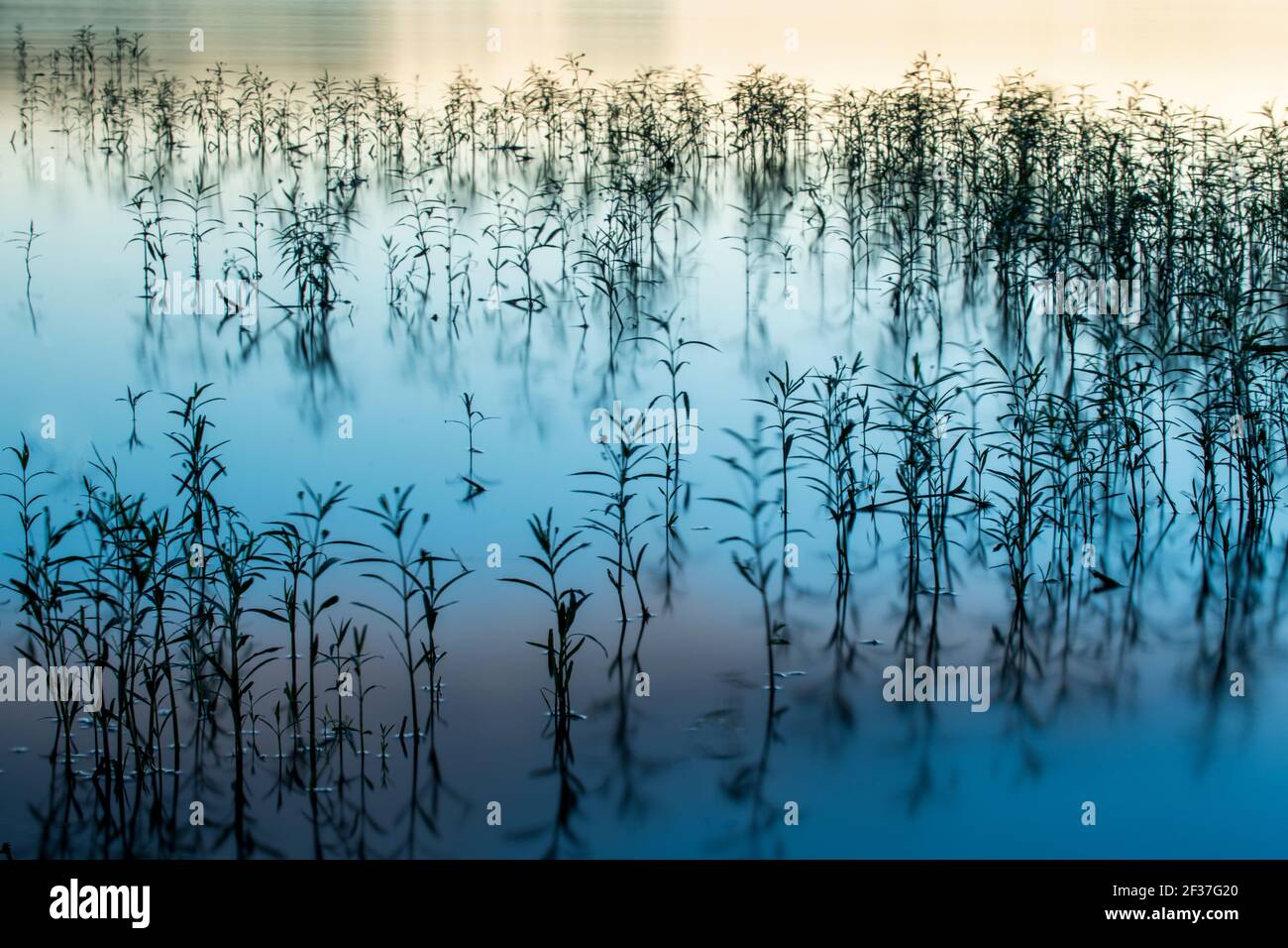 Plantes reflétant dans le lac au coucher du soleil Banque D'Images