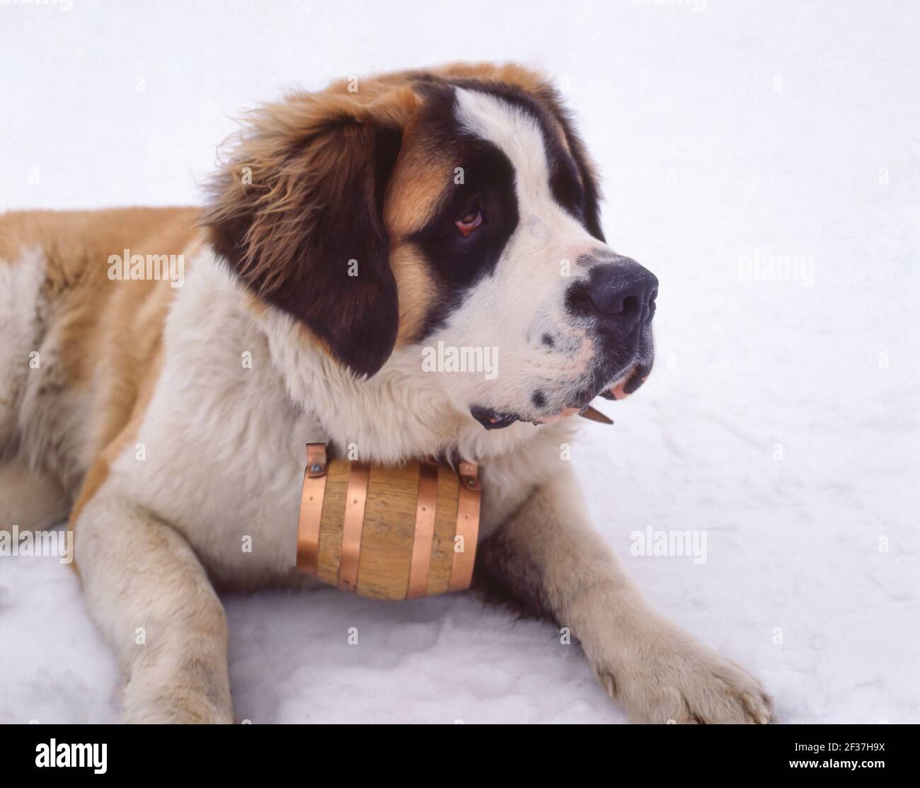 Chien à poil long Saint-Bernard avec collier de fût de whisky, Zermatt,  Valais, Suisse Photo Stock - Alamy