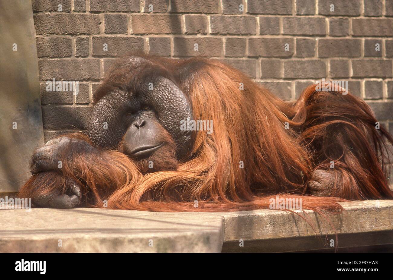 Orangutan au zoo de Londres, Regents Park, Londres, Grand Londres, Cité de Westminster, Angleterre, Royaume-Uni Banque D'Images