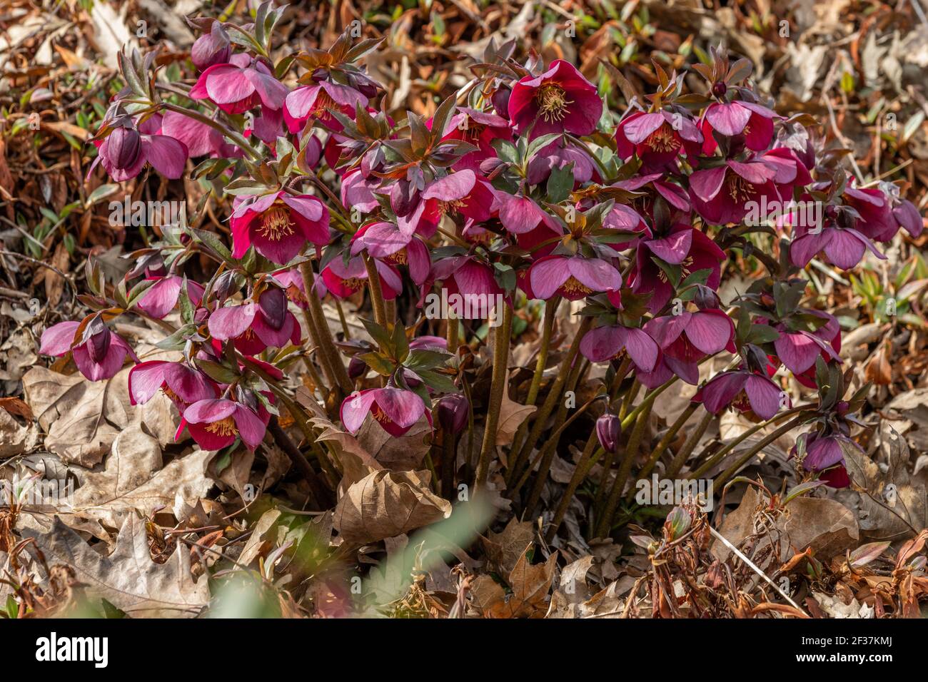 Hammamelis mollis Jermyns Gold, communément appelé Witch Hazel Banque D'Images