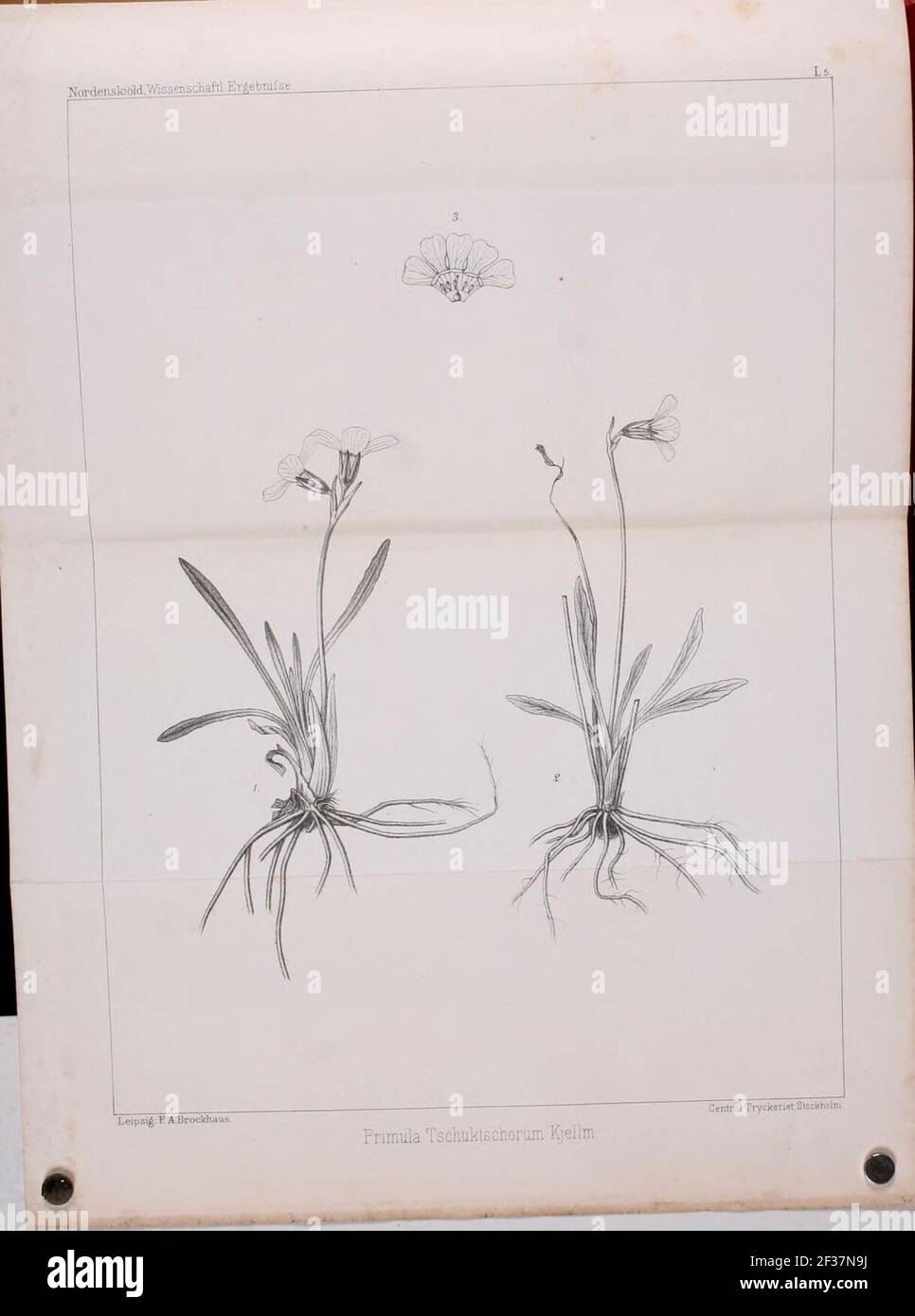 Expédition de Primula tschuktschorum Vega. Banque D'Images