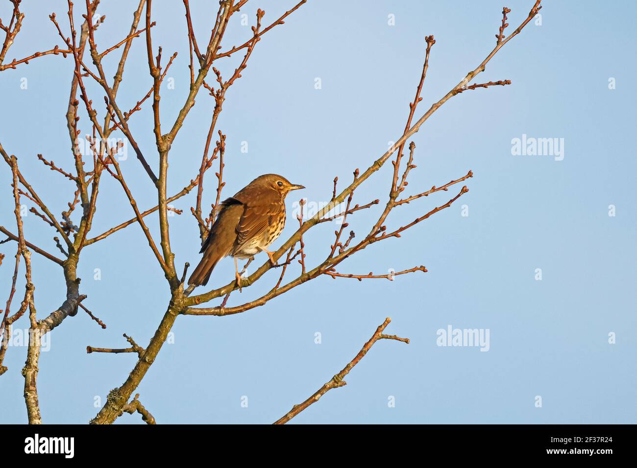 SONG Grive dans un arbre d'hiver Forêt de Dean Banque D'Images