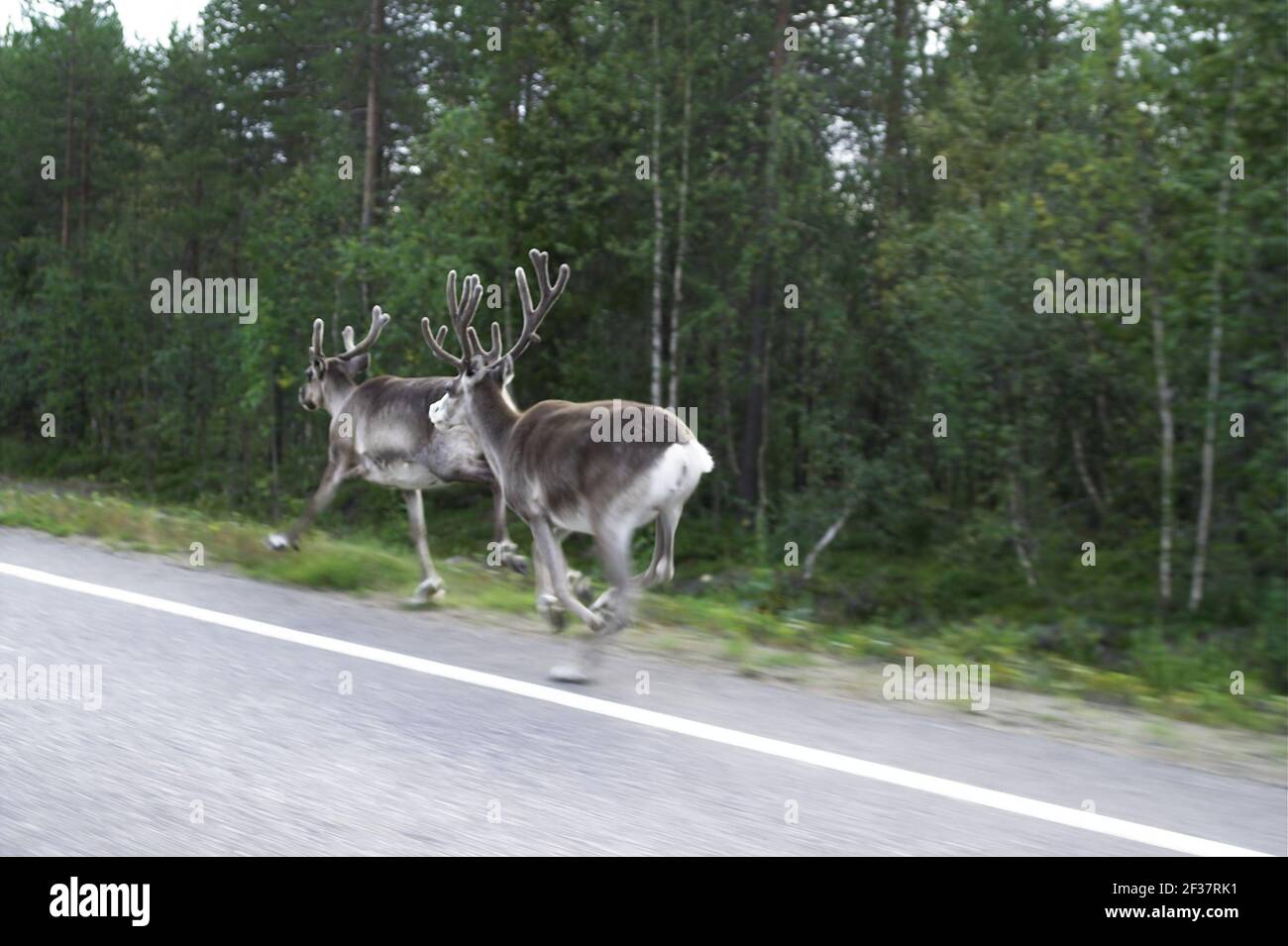 Finlande, Finlande; renne courant sur le fond de la forêt. Wälter der der der Wälter. Biegnące renifery; 奔跑的馴鹿。 Banque D'Images