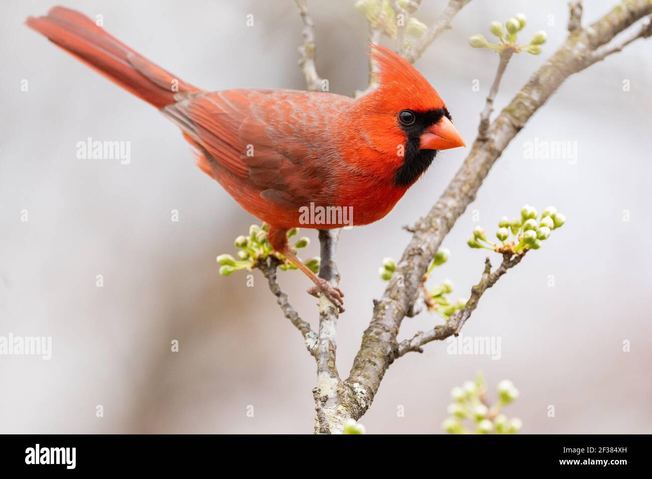 Un cardinal du nord sur une branche de prune. Banque D'Images