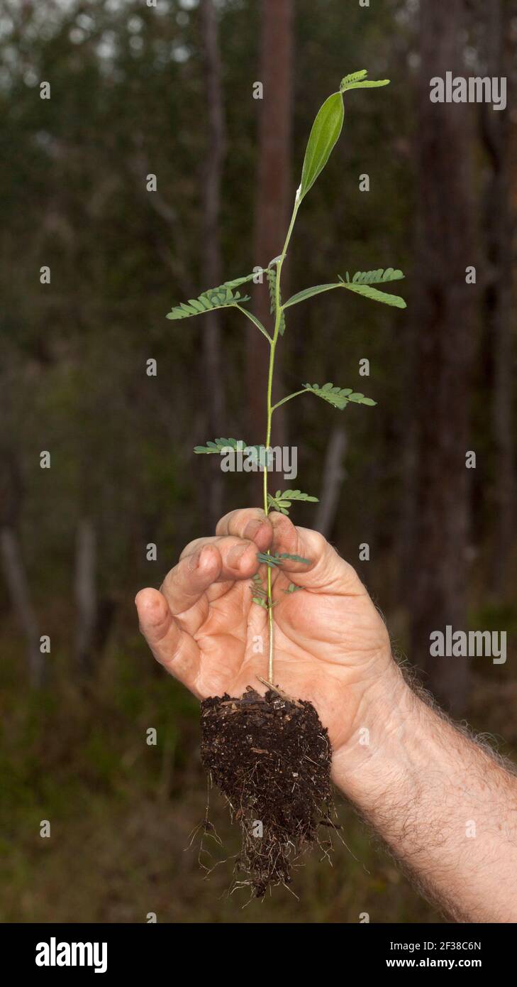 Plantule saine, arbre indigène australien, Acacia fimbriata / arrote, avec masse de racines et de feuilles, tenu dans la main de la personne pendant qu'elle est transplantée Banque D'Images