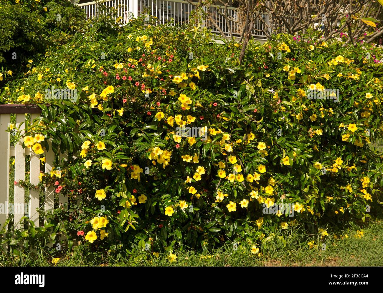 Plante grimpante, Allamanda cathartica, avec des masses de fleurs jaunes vives et de feuilles vertes brillantes poussant sur la clôture de jardin en Australie Banque D'Images